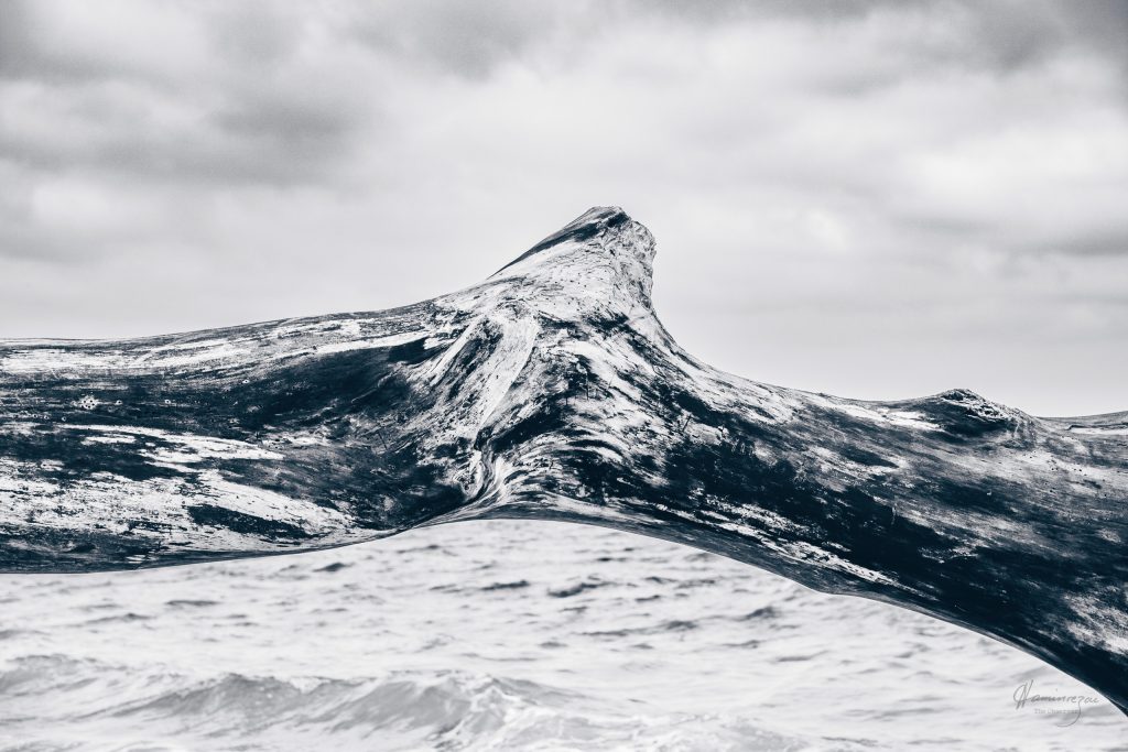 Close-up of a massive storm-fallen tree trunk at a shoreline, its pale cross-section resembling a snow-covered mountain landscape in the distance.
