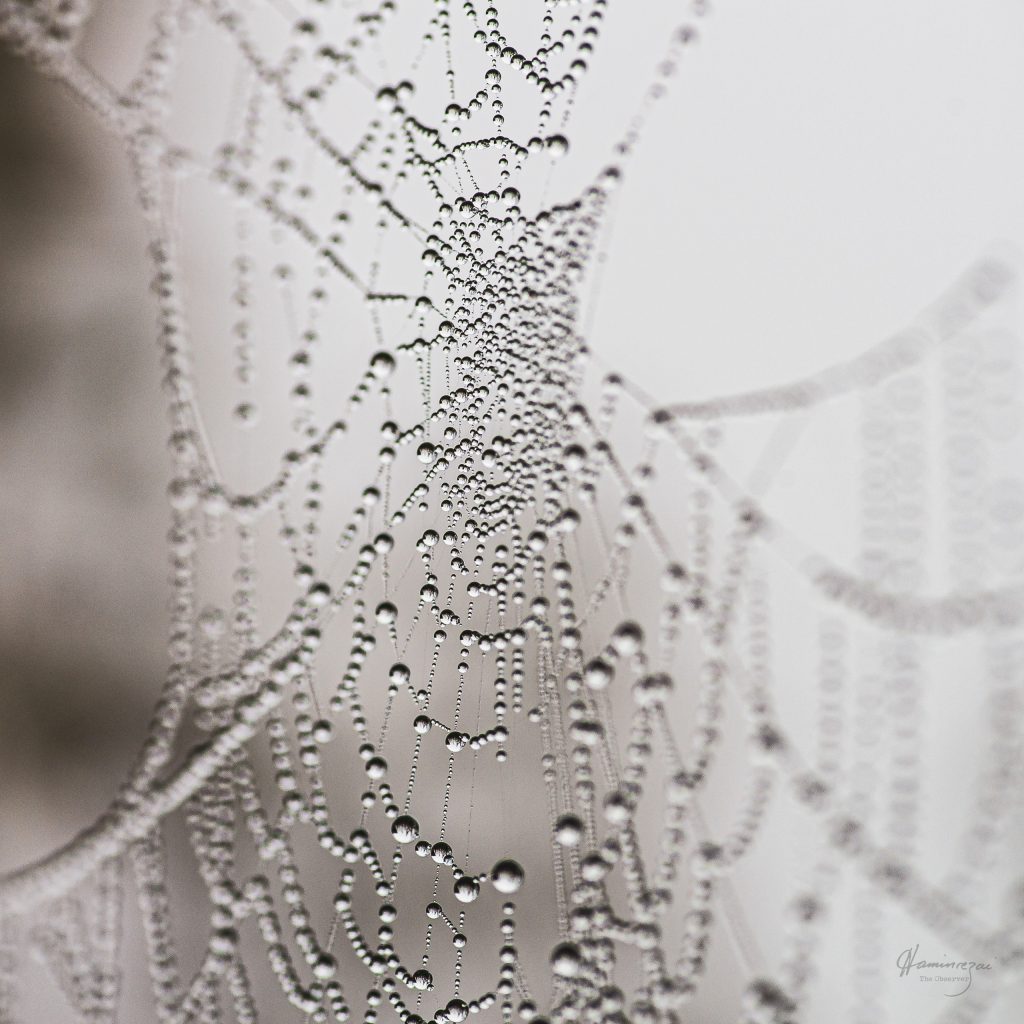 Macro photograph of water droplets suspended on a spider's web, each droplet catching light against a soft, dark background.