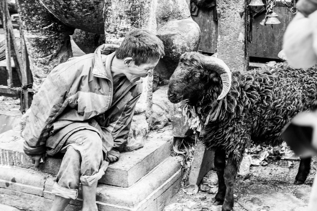 A young boy pressing his face close to a sheep, mouth open in a silent shout or call, photographed in Kathmandu, Nepal.