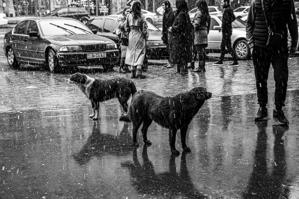 Black and white photograph of two stray dogs standing on a rain-soaked street in Yerevan, Armenia, surrounded by pedestrians and parked cars in heavy rainfall, their wet fur and the reflective cobblestones dominating the foreground.
